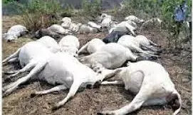 We know nothing about 33 cows death, Ilorin college provost says