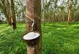 Cross River Govt. receives report on activities of rubber Industry