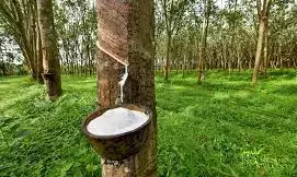 Cross River Govt. receives report on activities of rubber Industry