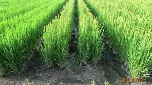 Nigeria, Japan govts. sign MoU on rice seeds production enhancement, others