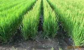 Nigeria, Japan govts. sign MoU on rice seeds production enhancement, others