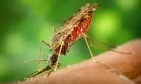 Malaria prevention: Monoclonal antibodies offering additional hope