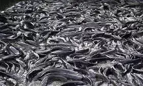 Gombe community where fish farming makes people millionaires - NAN survey