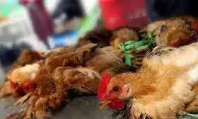 Flu:1,000 poultry birds culled in India