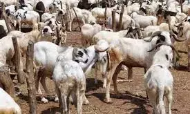 Eld el-kabir: Kano residents decry hike in livestock prices