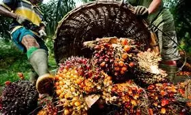 Nigeria spends $600m annually on palm oil importation