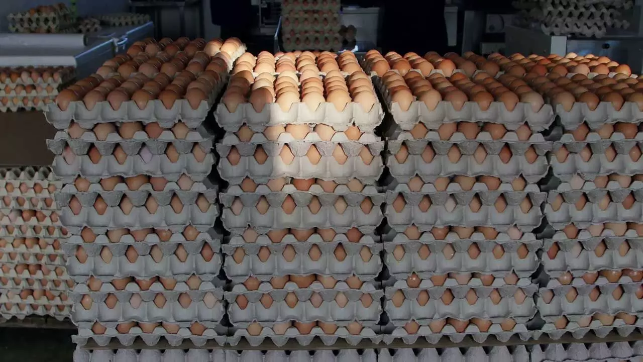Nsukka residents groan as price of egg soars