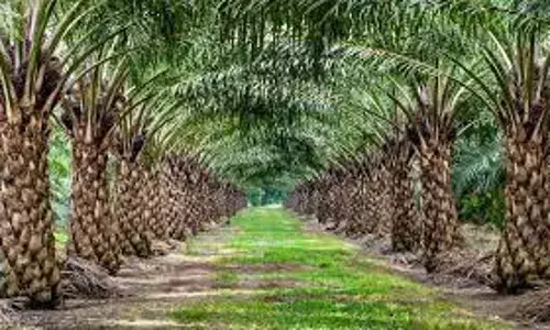 Dogara seeks release of 25% levy palm oil levy