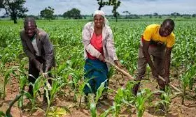 Farmers blame food inflation on insecurity, paucity of farm inputs