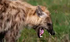 Hyena escapes Jos Wildlife Park