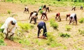 87 per cent of Zamfara farmers back to the farms – CP