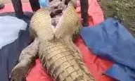 Missing man found inside crocodile