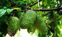 Soursop capable of generating forex for Nigeria Soursop capable of generating forex for Nigeria