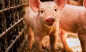 Sweden applies to be declared free of African swine fever