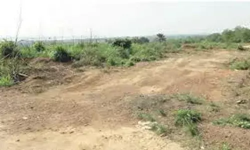 There is no elephant in Sambisa forest – official There is no elephant in Sambisa forest – official