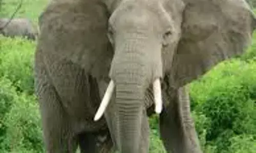 Pregnant woman killed by rampaging wild elephants – police