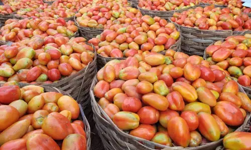 Farmers recount losses as tomato prices drop by 90%