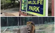 Lion kills handler at Obasanjo Presidential Library Zoological garden