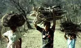 67.8% of households in Nigeria use fuelwood- NBS