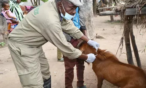 Kogi vaccinates over 200,000 livestock against anthrax
