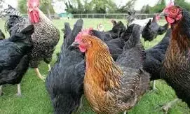 FG releases 2 new chicken breeds, 14 new high-yield crops varieties