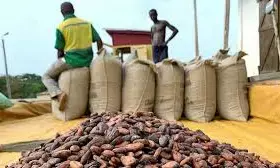 Nigeria’s Cocoa market values over $6bn — Stakeholders