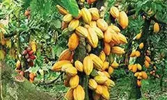 Woman petitions IGP over husband’s murder in cocoa farm