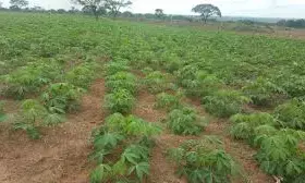 Agency begins capacity building on cassava cultivation for pharmaceutical products