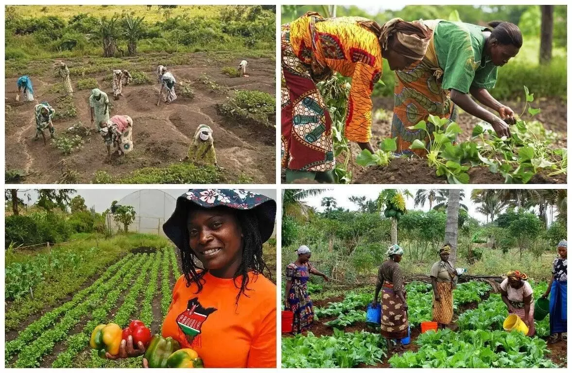 Expert appeals FG on empowering women farmers