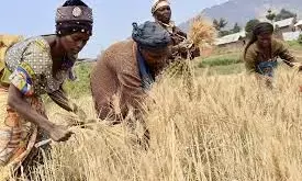 6,000 wheat farmers get FG’s intervention in Kano