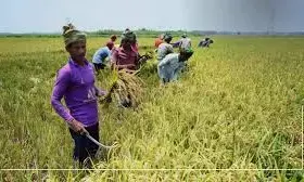 Enugu Govt, rice farmers lament destruction of canal, farmlands by herders
