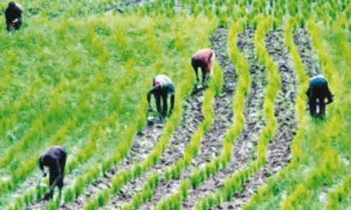 Environmentalist proffers ways to reduce climate change effects on food security