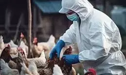 Dozens of chicken killed as bird flu hits Kano