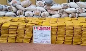NDLEA apprehends 366 traffickers, seizes 1,560.97kg of hard drugs in Enugu