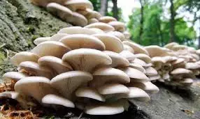 Mushroom farmers seek FG’s support to boost production