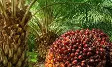 Experts harp on research to boost palm oil sector revenue
