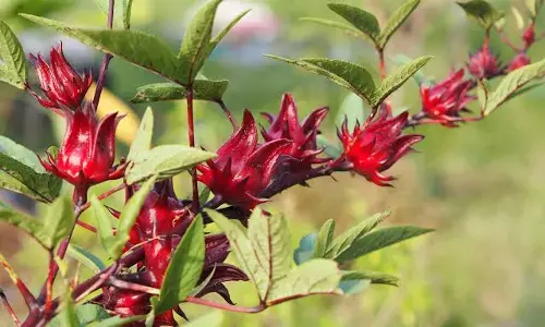 Bauchi hibiscus farmers record low yields to heavy rainfall