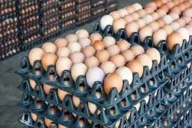 Association urges poultry farmers on egg price drop