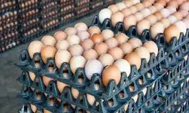 Association urges poultry farmers on egg price drop
