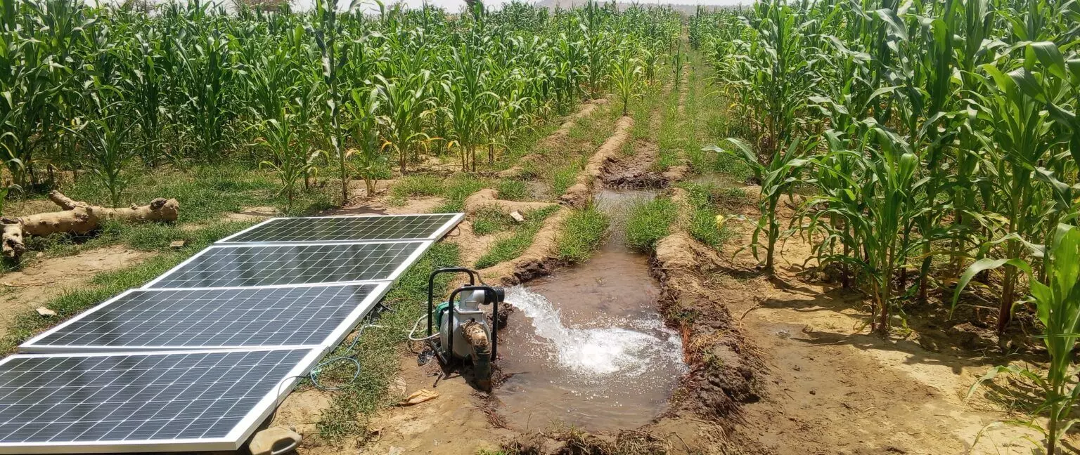 Expert urges northern governors to adopt Tela maize for food security Expert urges northern governors to adopt Tela maize for food security