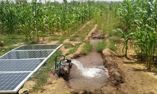 Expert urges northern governors to adopt Tela maize for food security