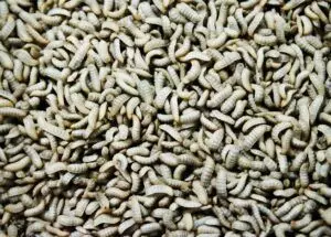 Feed: Catfish farmers move for black soldier fly adoption