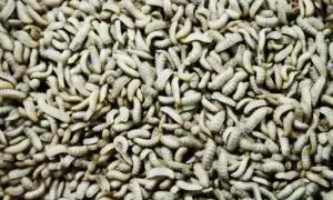 Feed: Catfish farmers move for black soldier fly adoption Feed: Catfish farmers move for black soldier fly adoption