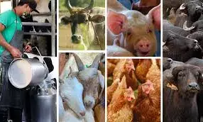 Nigeria targets N150bn annual income from livestock