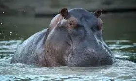 Criminal activities threatening survival of wild in Taraba – Official