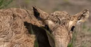Russian farmers cry for help against antelope invasion