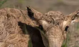 Russian farmers cry for help against antelope invasion