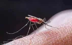 Doctors warn of rising malaria cases, urge preventive measures Doctors warn of rising malaria cases, urge preventive measures