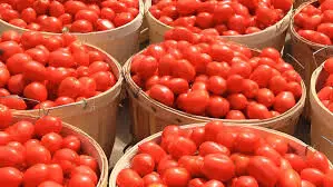 Lagos residents seek alternatives as tomato price soars