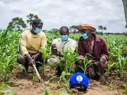Experts advocate sustainable agriculture practice in Nigeria